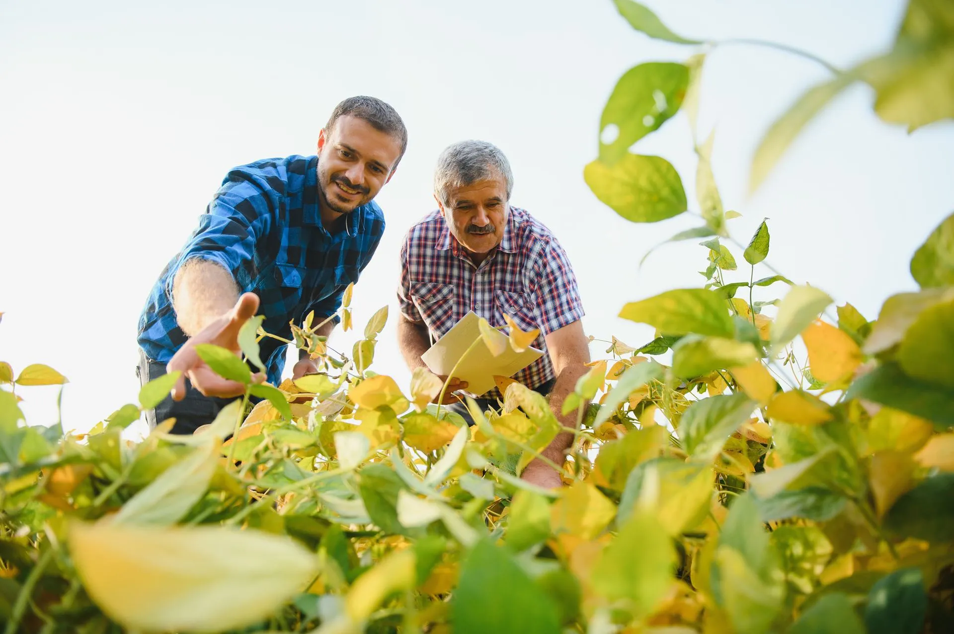 farmers-working-plantation-holding-small-seedling-soybeans.jpg
